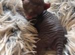 Faith x Heffie Litter of Elf Kittens - Sphynx Cat For Sale - Scottsdale, AZ, US