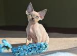 Simon - Devon Rex Cat For Sale - Miami, FL, US