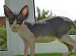 Warlock - Sphynx Cat For Sale - Norwalk, CT, US