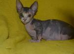 Sausage - Bambino Cat For Sale - Pembroke Pines, FL, US