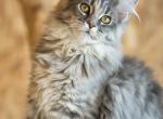 Lavender - Maine Coon Cat For Sale - Miami, FL, US