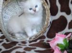 Vision - Siberian Cat For Sale - Miami, FL, US