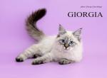 Giorgia - Siberian Cat For Sale - Miami, FL, US