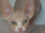 Paris - Sphynx Cat For Sale - Norwalk, CT, US