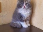 Linda - Scottish Fold Cat For Sale - Hollywood, FL, US