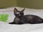 Mell - Devon Rex Cat For Sale - Miami, FL, US