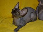 Samantha - Sphynx Cat For Sale - Norwalk, CT, US