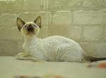 Paris - Devon Rex Cat For Sale - Miami, FL, US