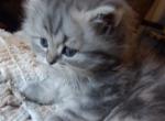 Loving Silver Tabby Persian Kitten - Persian Cat For Sale - Perry, FL, US