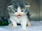 Scottish Straight boy kitten - Scottish Straight Cat For Sale - Orlando, FL, US