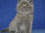 Urban - British Shorthair Cat For Sale - Miami, FL, US