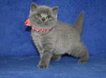 Ustina - British Shorthair Cat For Sale - Miami, FL, US