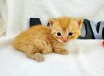 Nemo - Munchkin Cat For Sale - Ava, MO, US