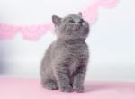 Luna - British Shorthair Cat For Sale - Miami, FL, US