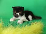 Amour - Persian Cat For Sale - Yucca Valley, CA, US