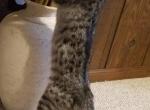 F3 Savannah Male Dark Silver - Savannah Cat For Sale - New Holland, PA, US