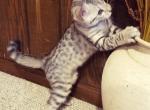 F3 Savannah Male Light Silver Available Now - Savannah Cat For Sale - New Holland, PA, US