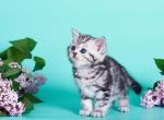 Olivia - British Shorthair Cat For Sale - Miami, FL, US