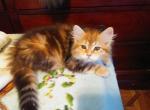 Hypoallergenic Siberian Kitten's 11 weeks old - Siberian Cat For Sale - The Bronx, NY, US