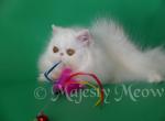 Oliver - Persian Cat For Sale - Yucca Valley, CA, US