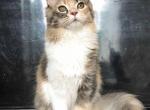 Gina - Maine Coon Cat For Sale - Hollywood, FL, US