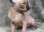 Olivia - Sphynx Cat For Sale - Norwalk, CT, US