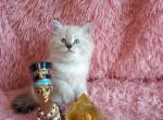 Nefertiti - Siberian Cat For Sale - Norwalk, CT, US