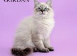 Gordan - Siberian Cat For Sale - Norwalk, CT, US