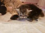 Rayne's kittens - Persian Cat For Sale - Greenville, OH, US