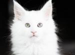 UA Mazurka Venice - Maine Coon Cat For Sale - Brooklyn, NY, US