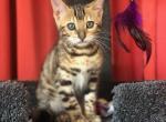 Bunn - Bengal Cat For Sale - Bradner, OH, US