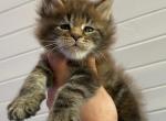 Jenson - Maine Coon Cat For Sale - Miami, FL, US