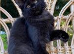 Villa - Maine Coon Cat For Sale - Hollywood, FL, US