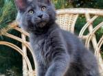 Vita - Maine Coon Cat For Sale - Hollywood, FL, US