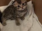 Sh - Scottish Fold Cat For Sale - Philadelphia, PA, US