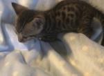 Timmy GENETTA - Bengal Cat For Sale - FL, US