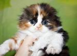 Adele - Scottish Fold Cat For Sale - Hollywood, FL, US