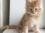 Harry - Maine Coon Cat For Sale - Miami, FL, US