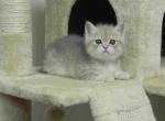 British Shorthair Henry Blue - British Shorthair Cat For Sale - Chicago, IL, US