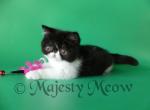 Aselya - Exotic Cat For Sale - Yucca Valley, CA, US