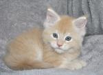 Manchester - Maine Coon Cat For Sale - Hollywood, FL, US