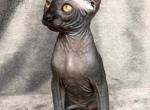 Nico - Sphynx Cat For Sale - Norwalk, CT, US