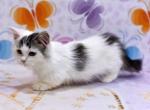 Cupid - Munchkin Cat For Sale - Norwalk, CT, US