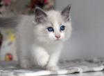 Zan - Ragdoll Cat For Sale - Hollywood, FL, US