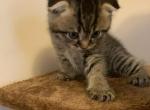 Baks - Scottish Fold Cat For Sale - Philadelphia, PA, US