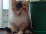 Barbara - Exotic Cat For Sale - Hollywood, FL, US