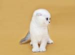 Glory - Scottish Fold Cat For Sale - Hollywood, FL, US