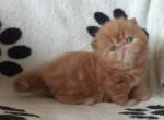 Asher - Persian Cat For Sale - Hollywood, FL, US