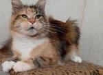 Marissa - Maine Coon Cat For Sale - Miami, FL, US