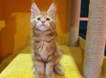 Aramis - Maine Coon Cat For Sale - Miami, FL, US